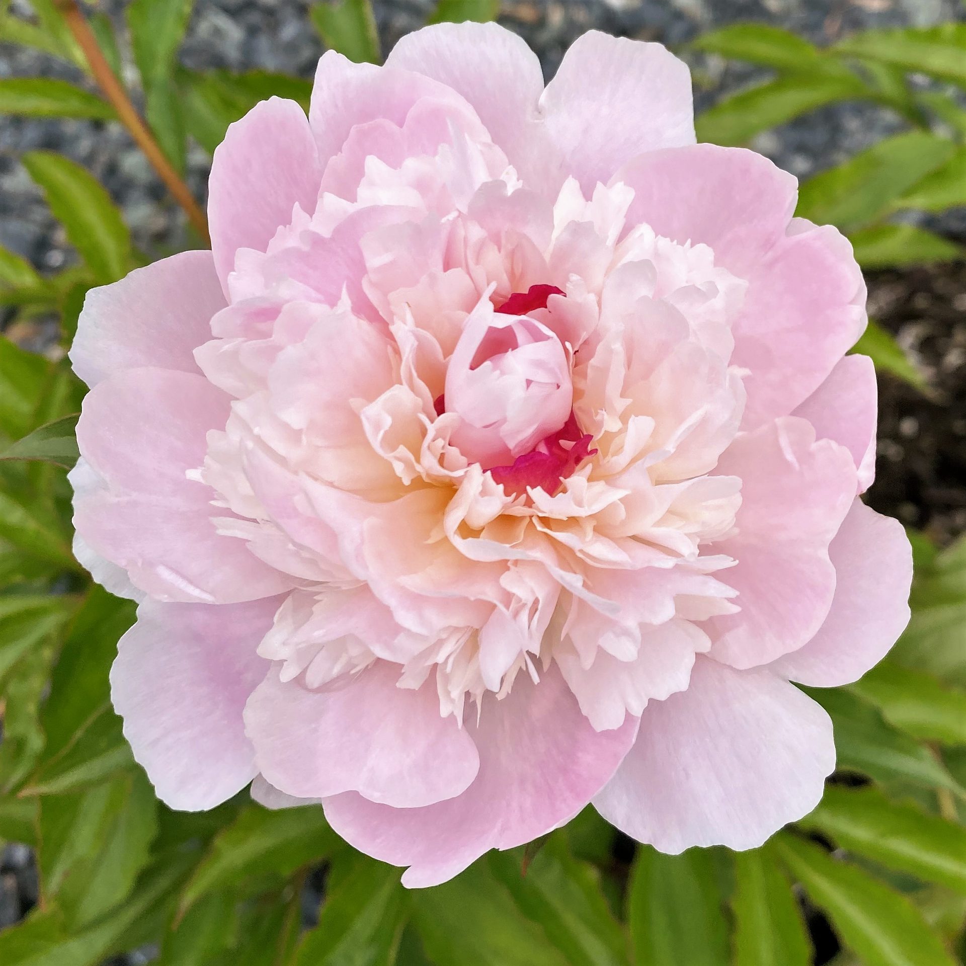 Paeonia ‘Pecher’ (Garden Peony) Cavano's Perennials