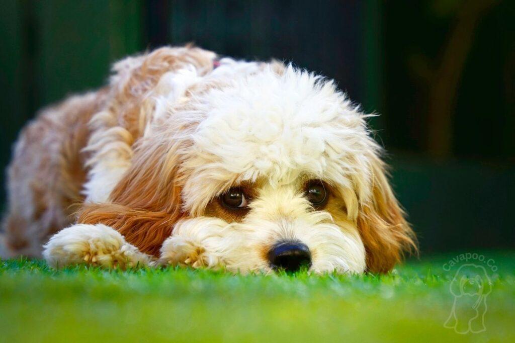The Ultimate Guide to Cavapoo Sizes Everything You Need to Know