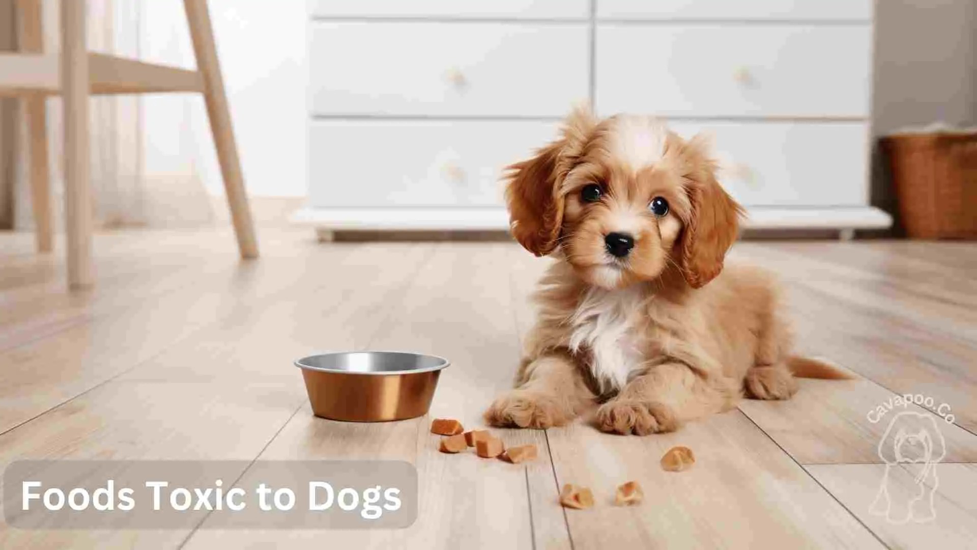Balanced Diet for Cavapoo Puppies • Cavapoo & Co