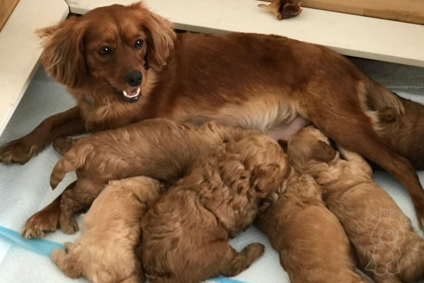 Are You Considering a Straight Haired Cavapoo? Here's What You Need to