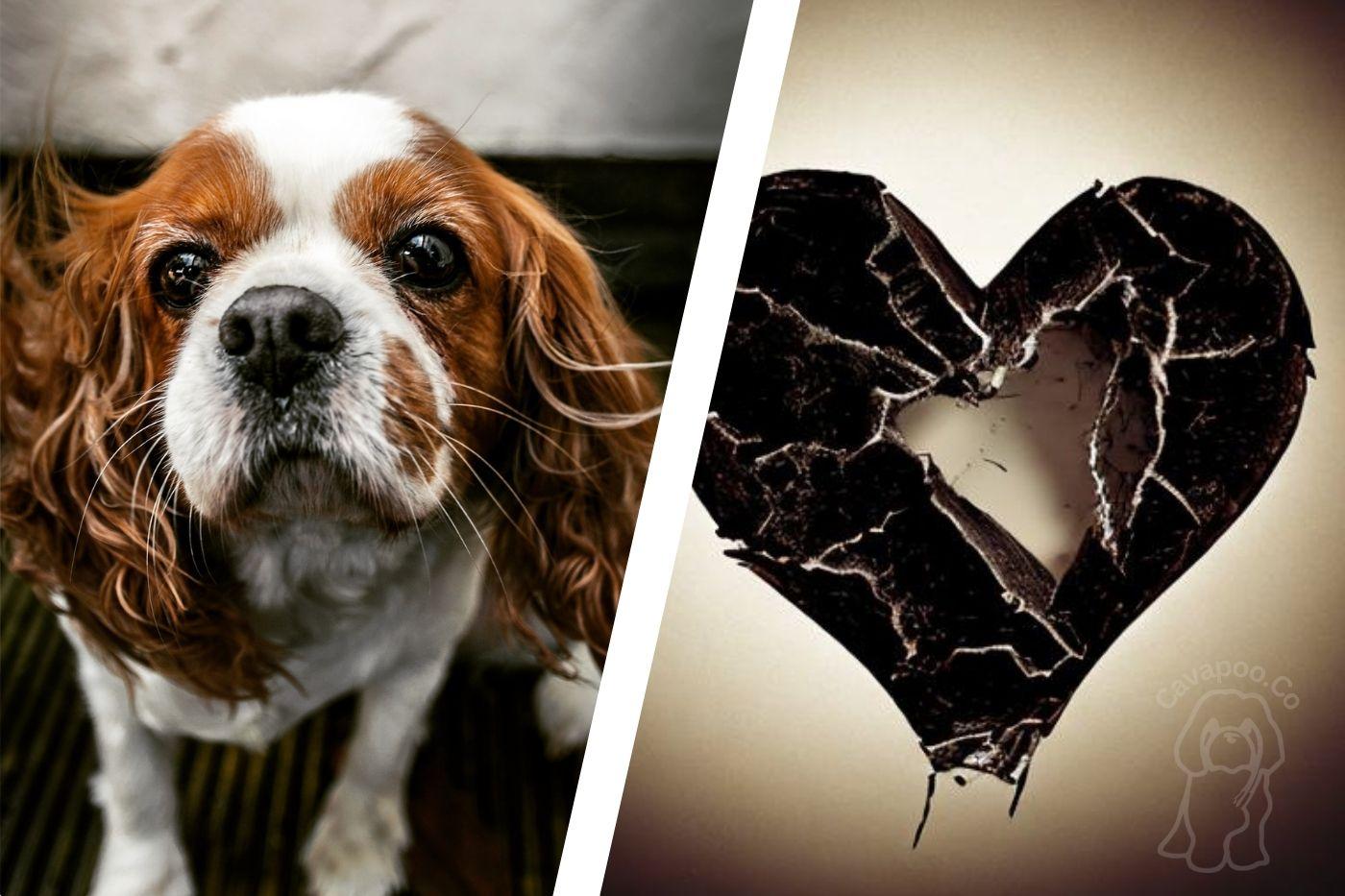 Mitral Valve Disease In Dogs • Cavapoo & Co