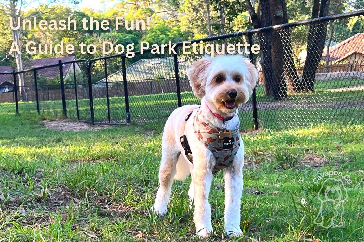A Guide to Dog Park Etiquette • Cavapoo & Co