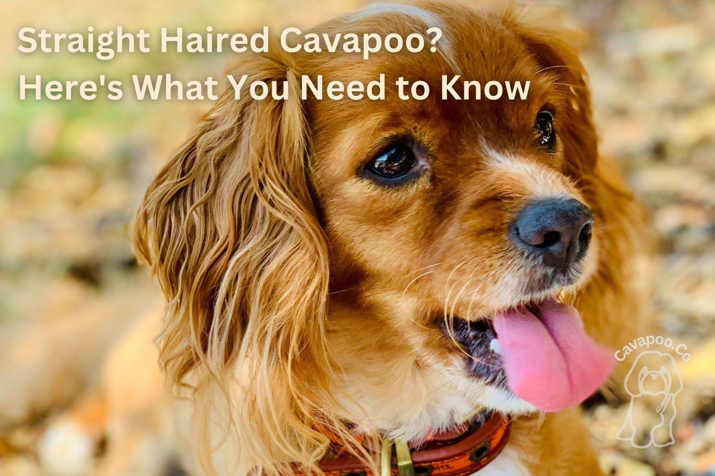 Straight Haired Cavapoos • Cavapoo & Co