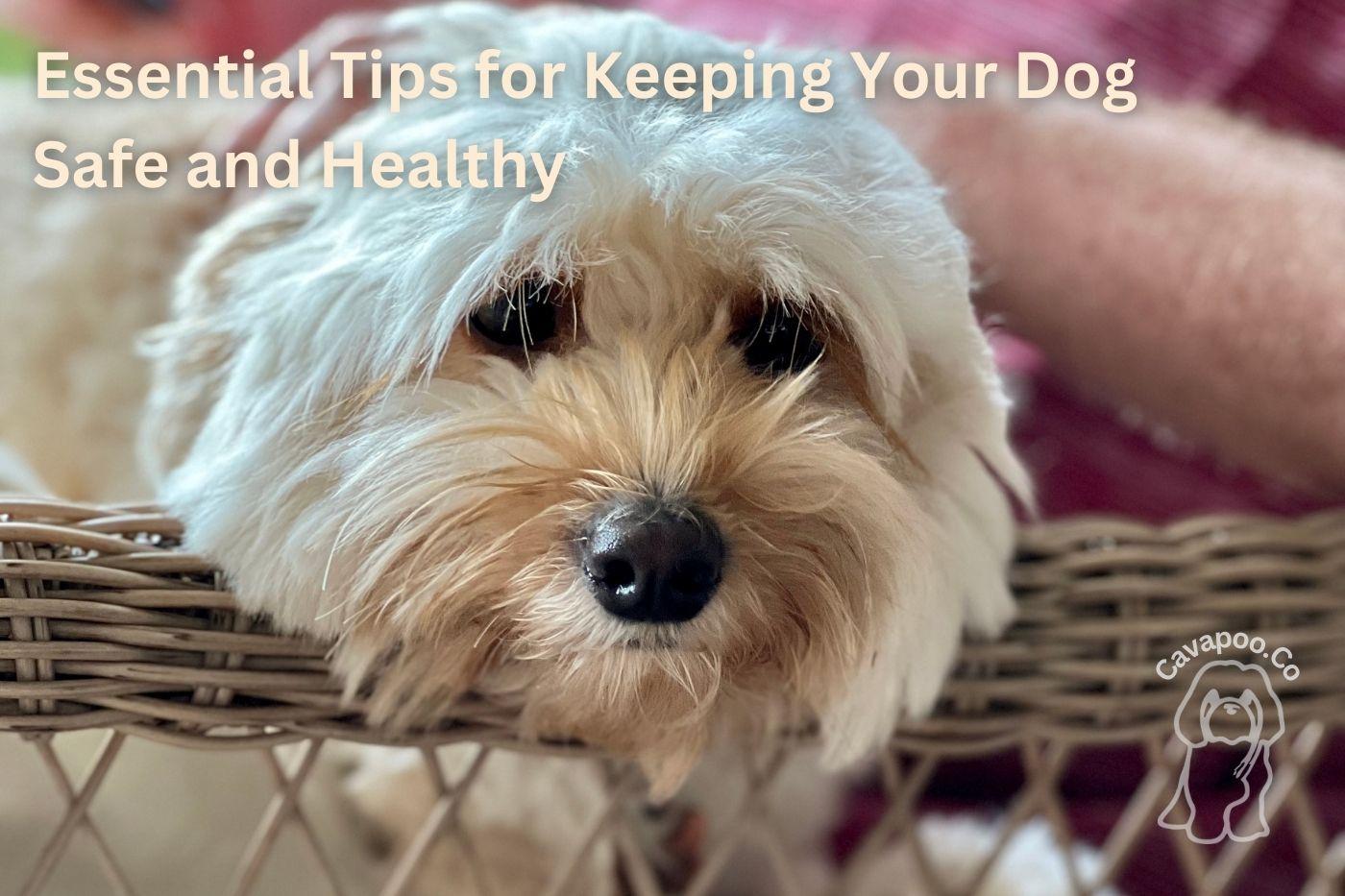 25 Essential Tips for Keeping Your Dog Safe and Healthy • Cavapoo & Co