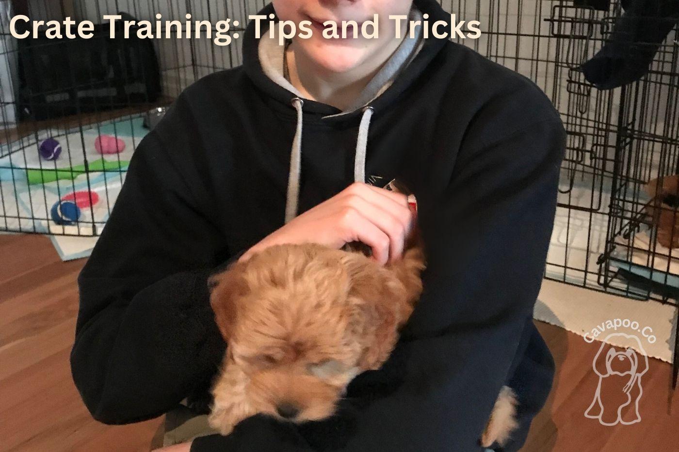 Crate Training Your Cavapoo Tips and Tricks for Success • Cavapoo & Co