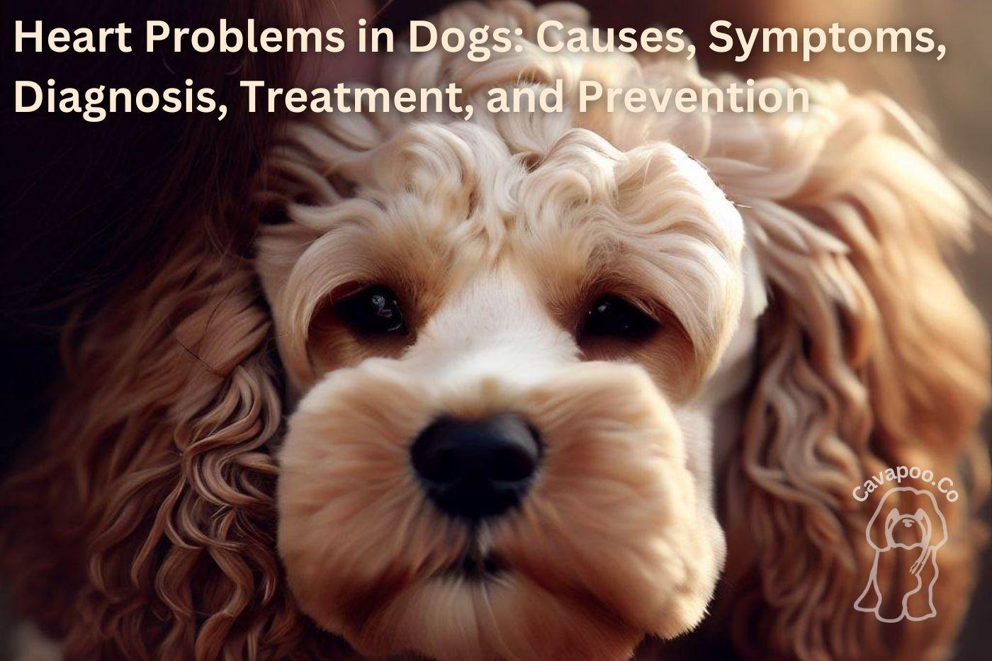 Heart Problems in Dogs Causes, Symptoms, Diagnosis, Treatment, and Prevention • Cavapoo & Co