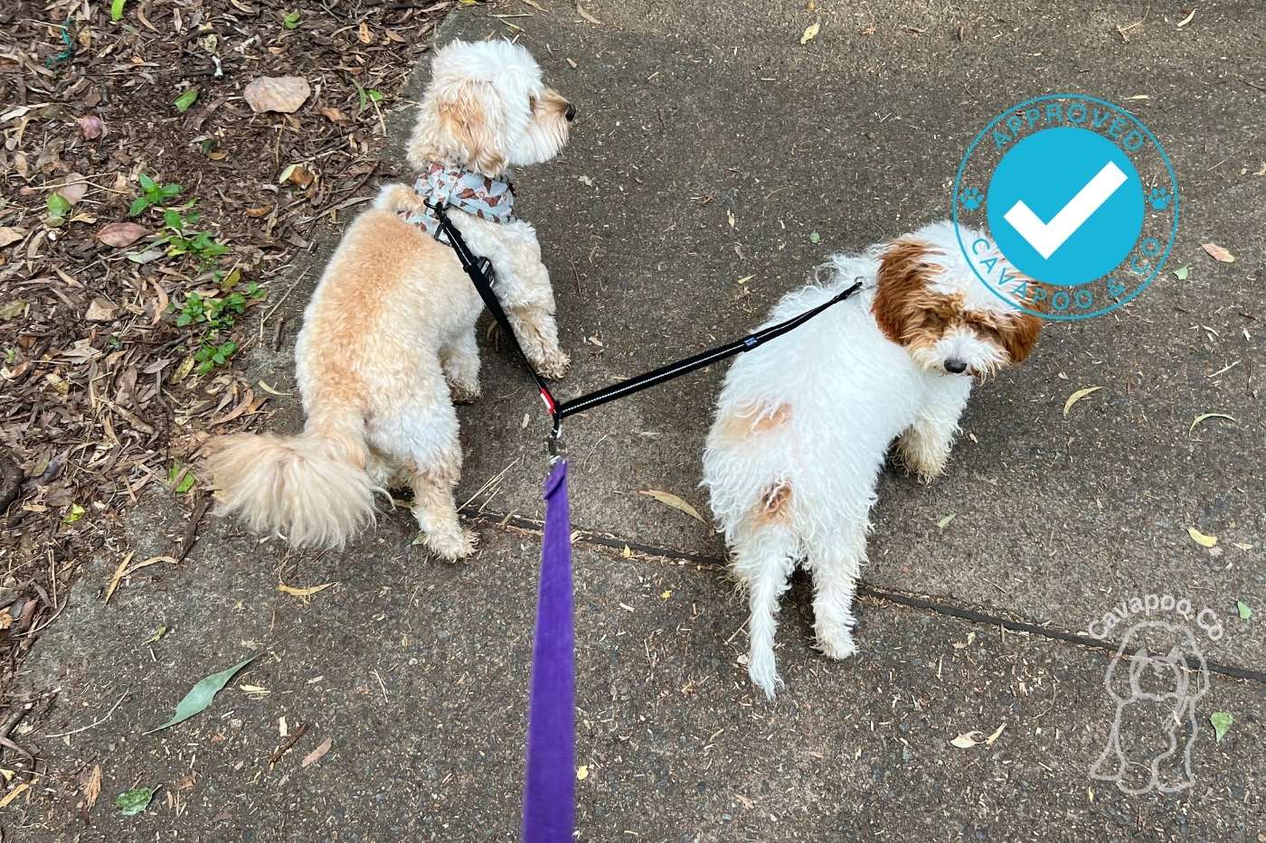 Walking Two Dogs Has Never Been Easier Discover the Benefits of a