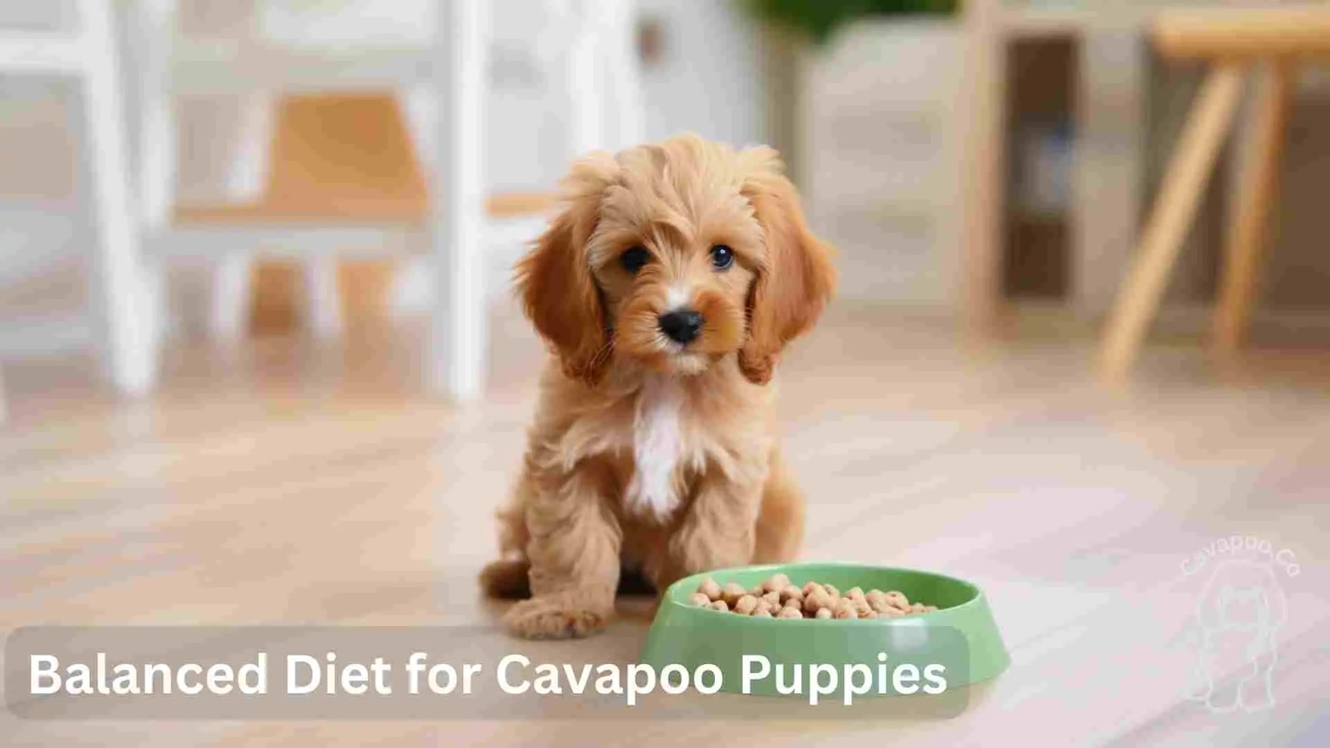 Balanced Diet for Cavapoo Puppies • Cavapoo & Co