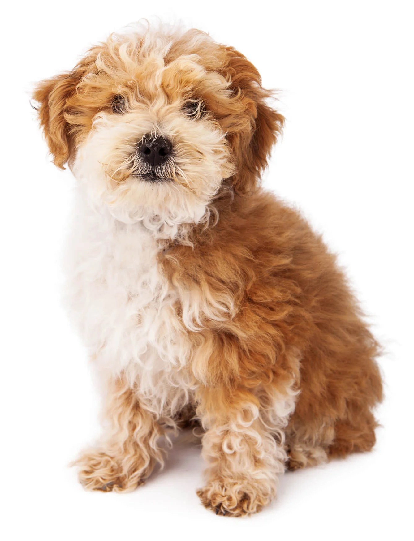 Cavapoo Names