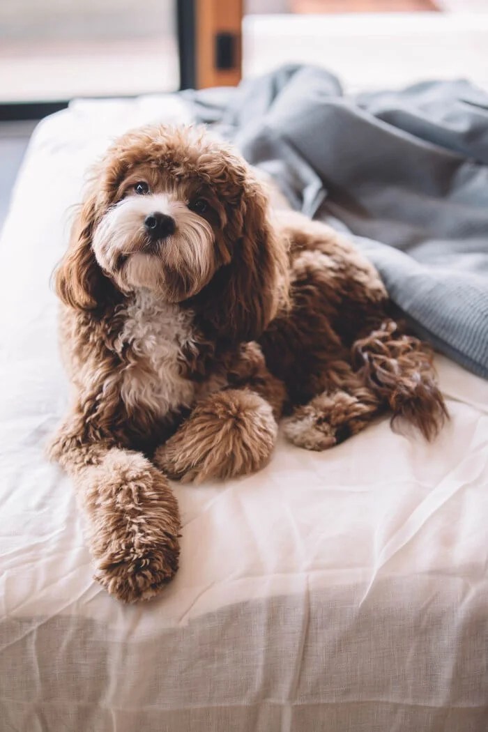 Cavapoo on bed