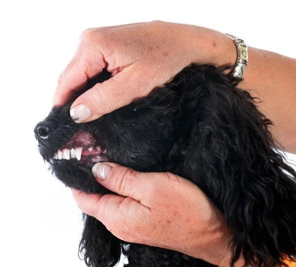 Heartworm symptoms in dogs the silent killer