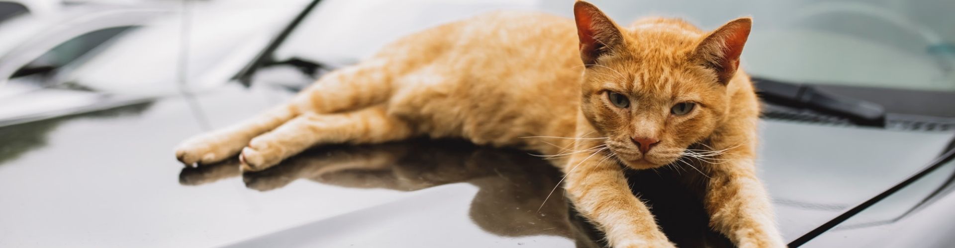 Home Cave City Pharmacy (870) 2835589 Cave City, AR