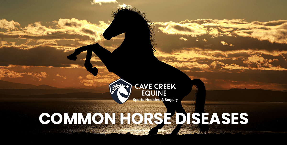 Common Horse Diseases Cave Creek Equine