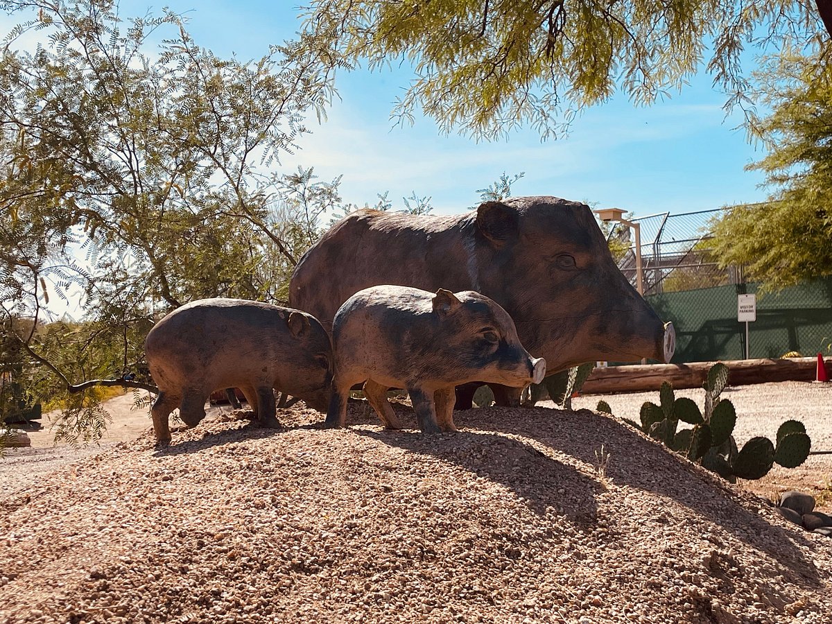 Kiwanis' Family Fun Days SOUTHWEST WILDLIFE CONSERVATION CENTER Cave