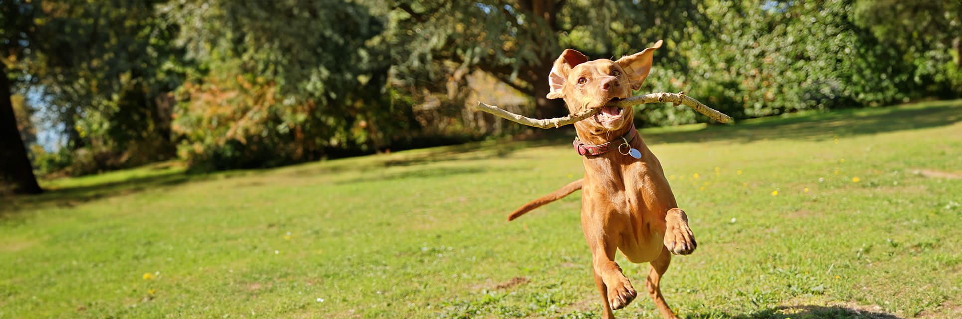 Pet Wellness Exams Cave Spring Animal Hospital, Cedartown, Centre