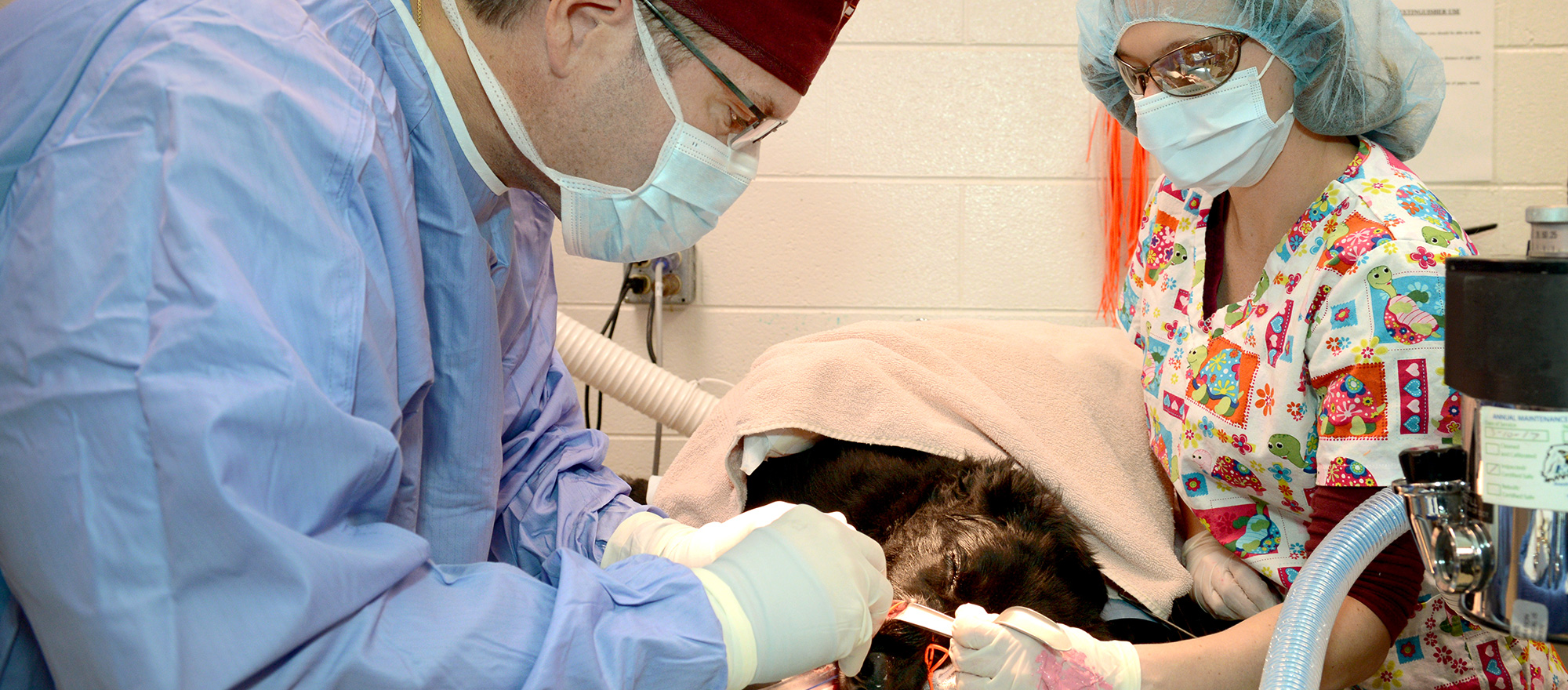 Surgical FAQ Cave Spring Veterinary Clinic