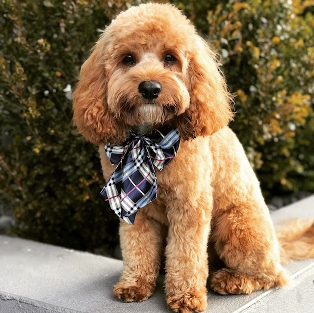 Top 10 Cavoodle Groomers in NSW Cavoodle Community Australia