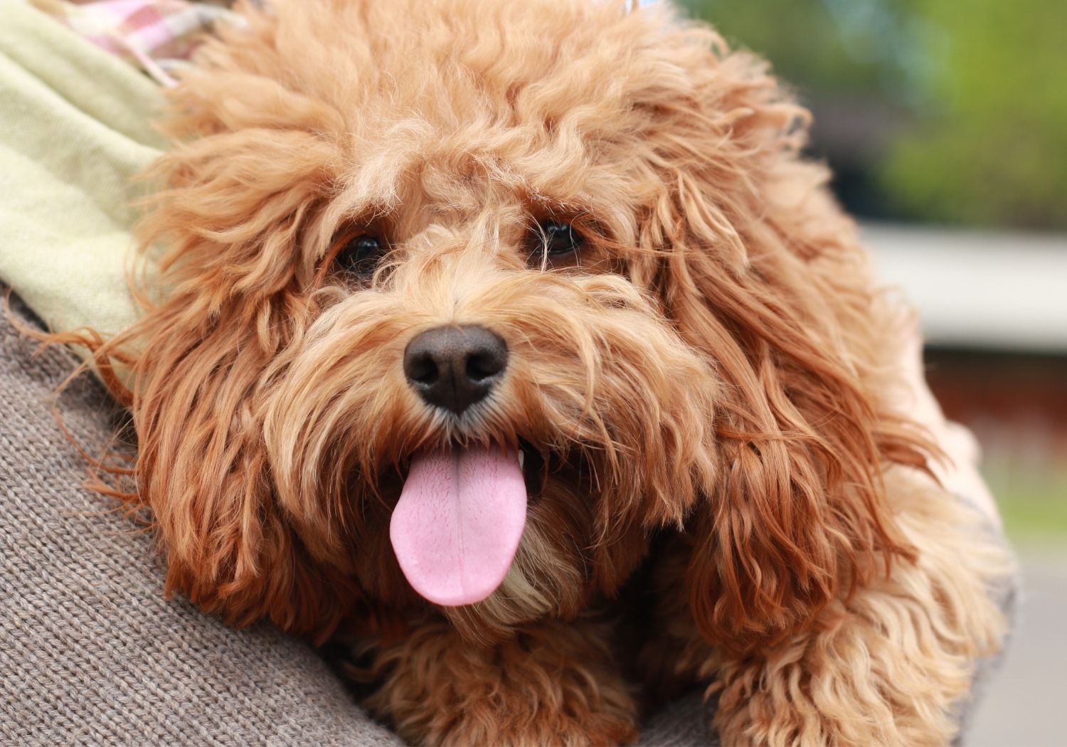 Safe Food Chart For Cavoodles