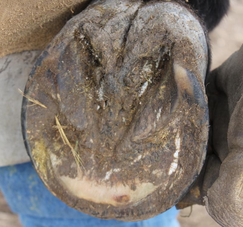 TIM The Recovery of a Foundered Pony . We Know