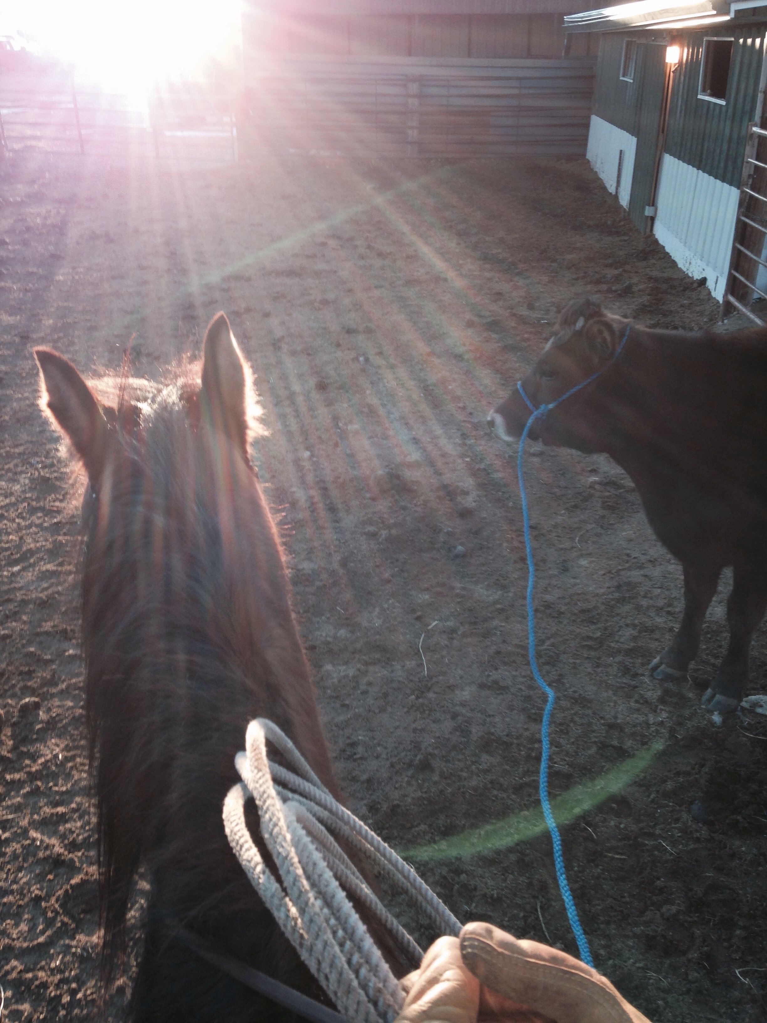 Unusual Uses for Your Horse We Know Working Horses