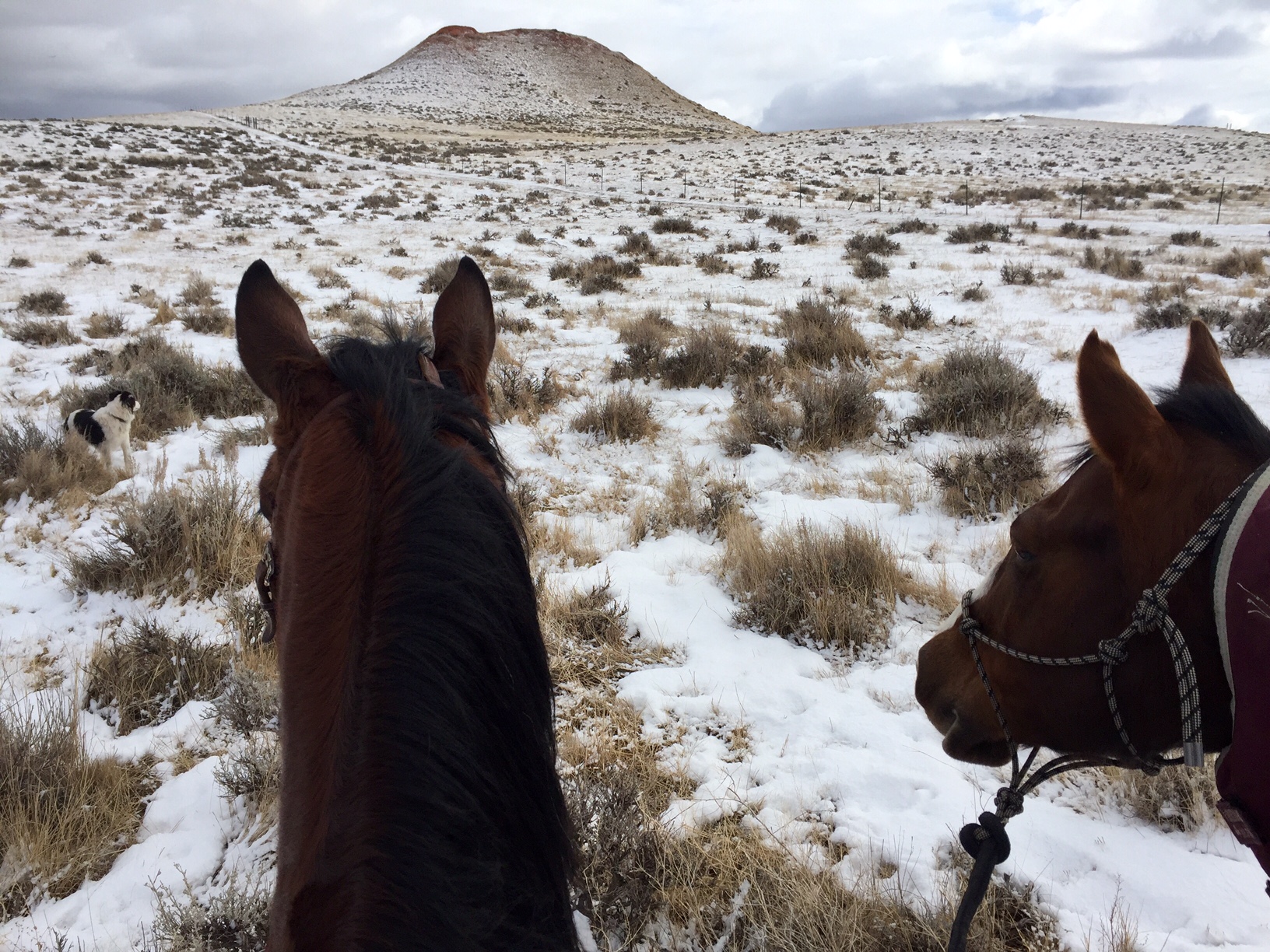 How to Condition Your Horse in the Winter We Know