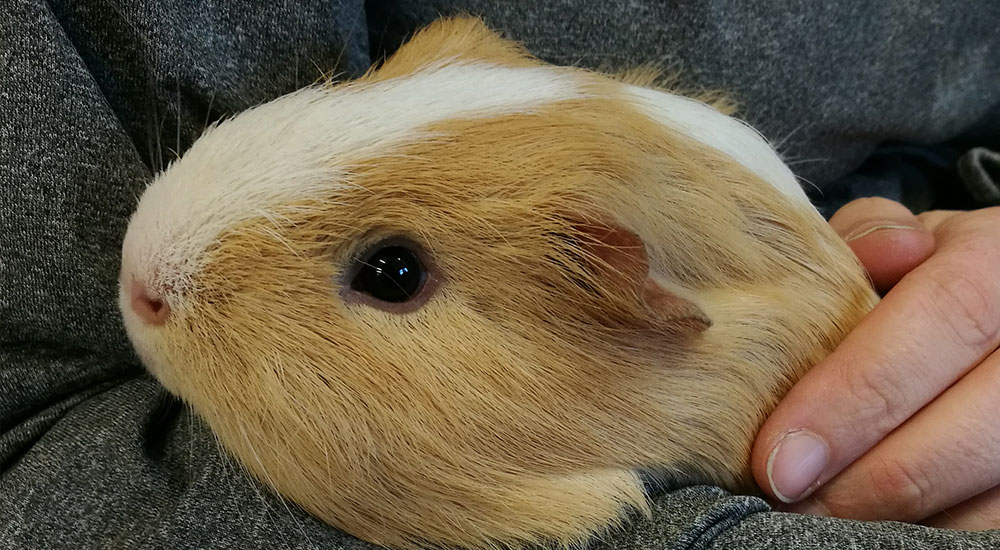 Services Cavy Corner