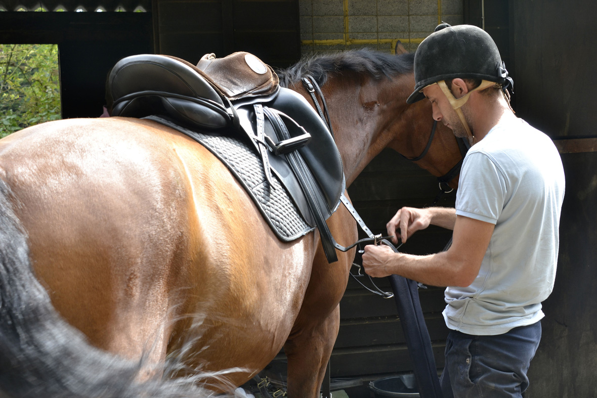 Level 3 diploma in work based horse care and management