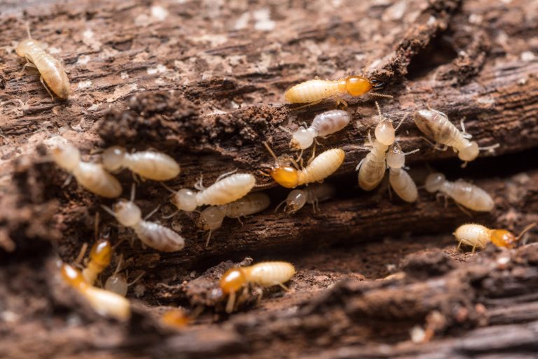 Signs of Termites 9 Clues That You Have Termites in Your Home Cayce Exterminating Company