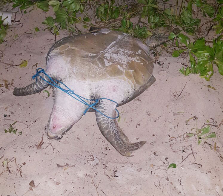 Bound female sea turtle rescued from poachers in West Bay Cayman Compass