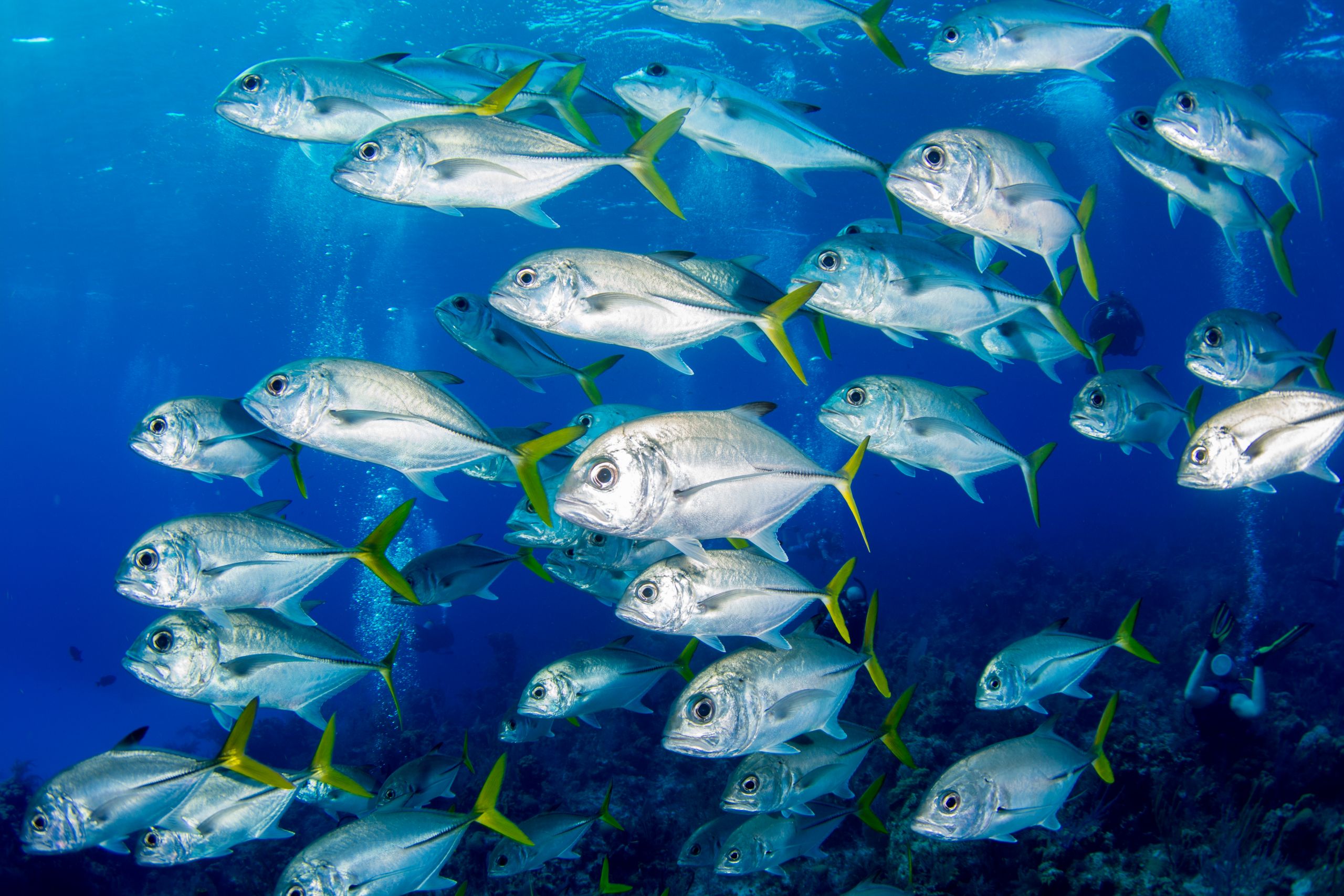 Fish - Cayman Compass