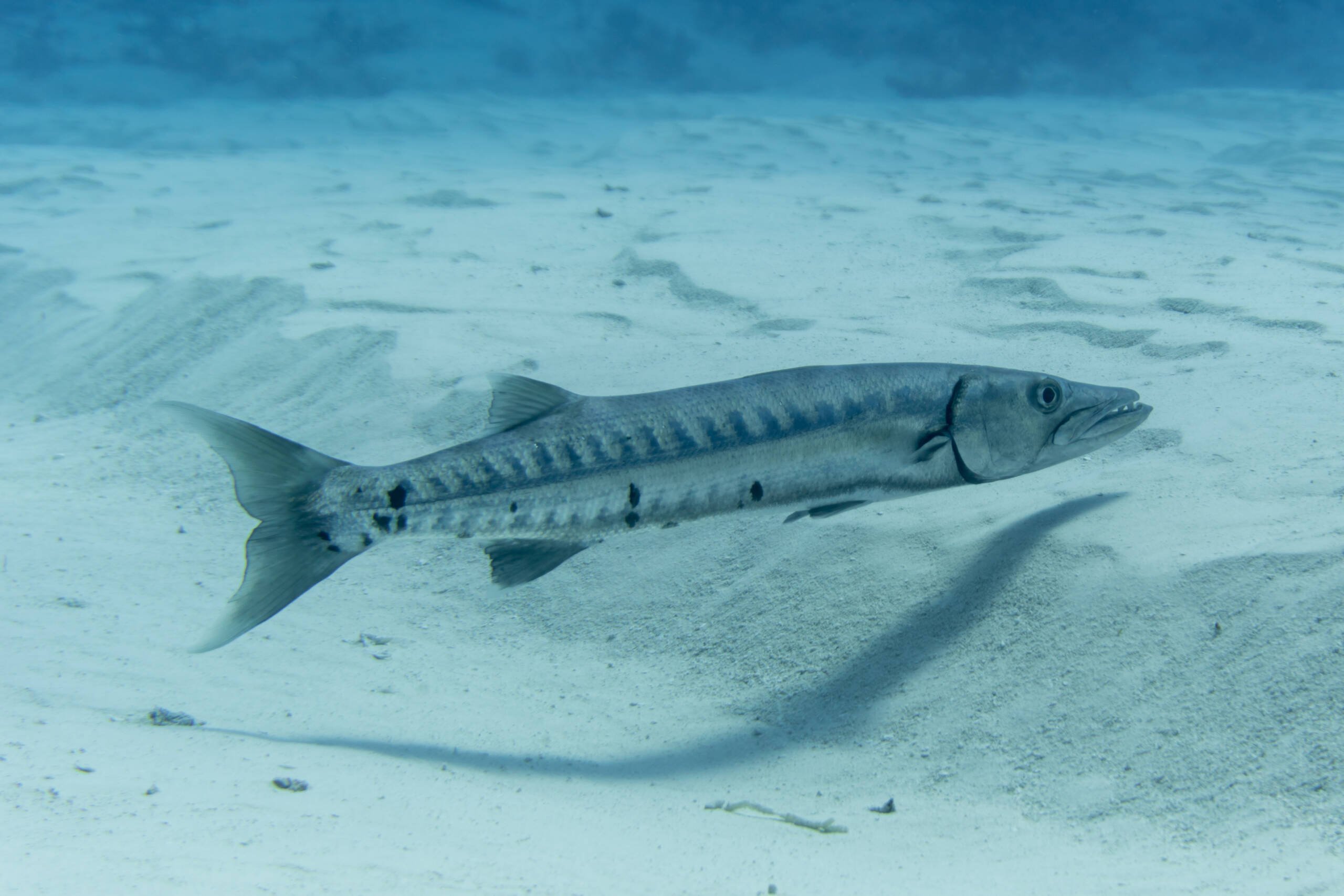 Barracuda bite victim returns home, but vows she'll be back Cayman