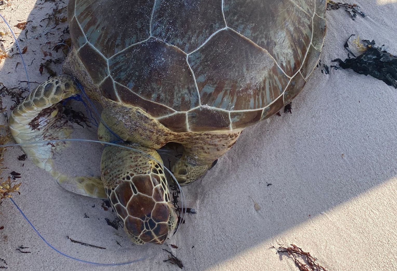 Fishing Line Turtle Cayman Compass