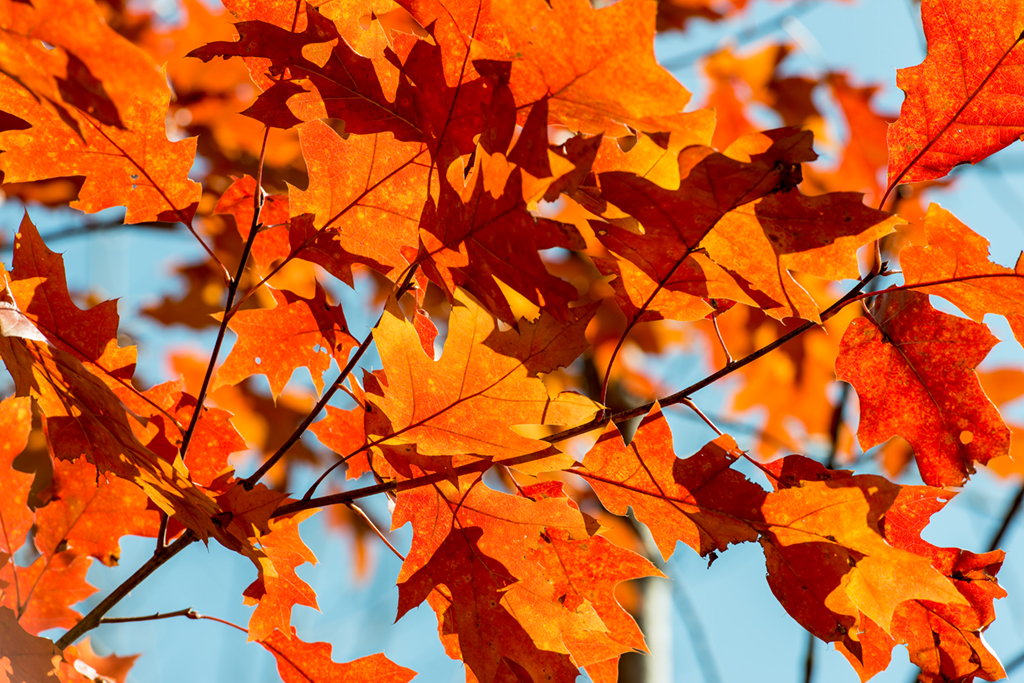 Stay in the Finger Lakes for great fall foliage Cayuga Lake Cabins