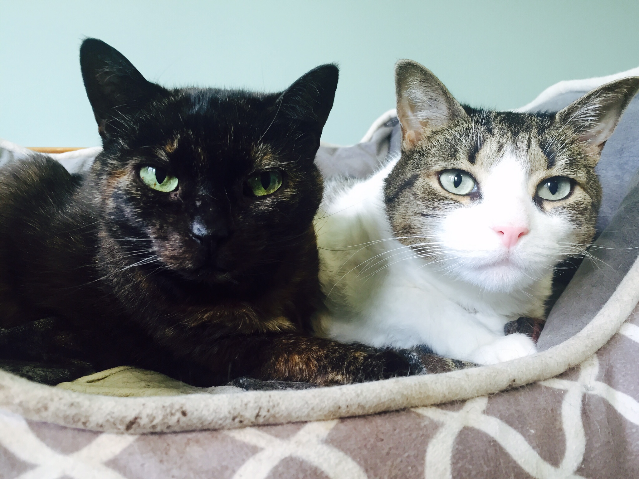 Cayuga Pet Hospital Compassionate Care