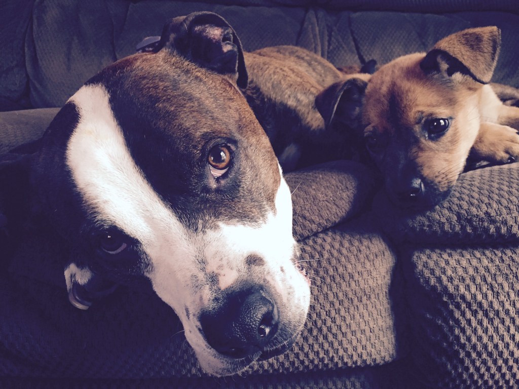 Cayuga Pet Hospital Compassionate Care