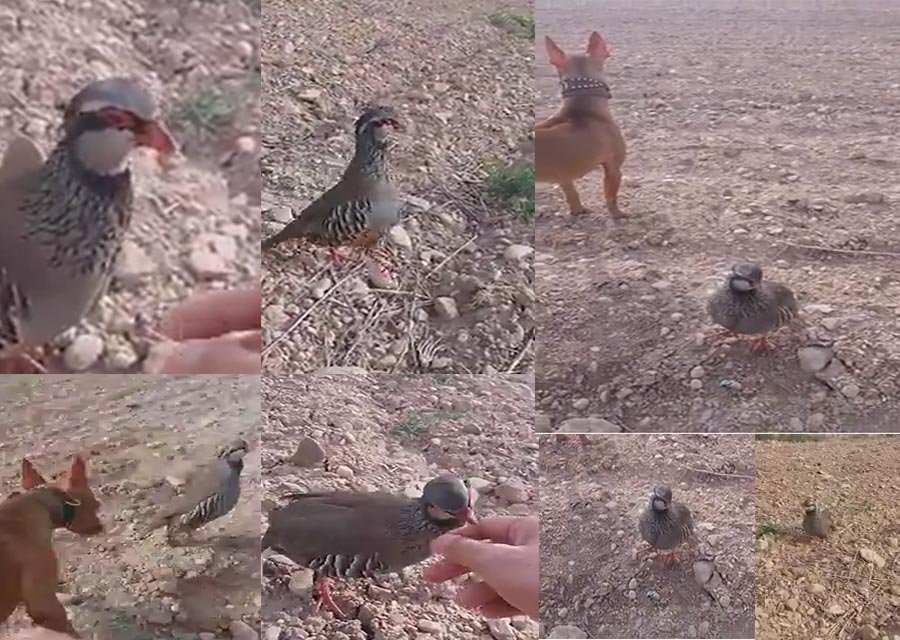 16 mayo, 2018• Vídeos de caza