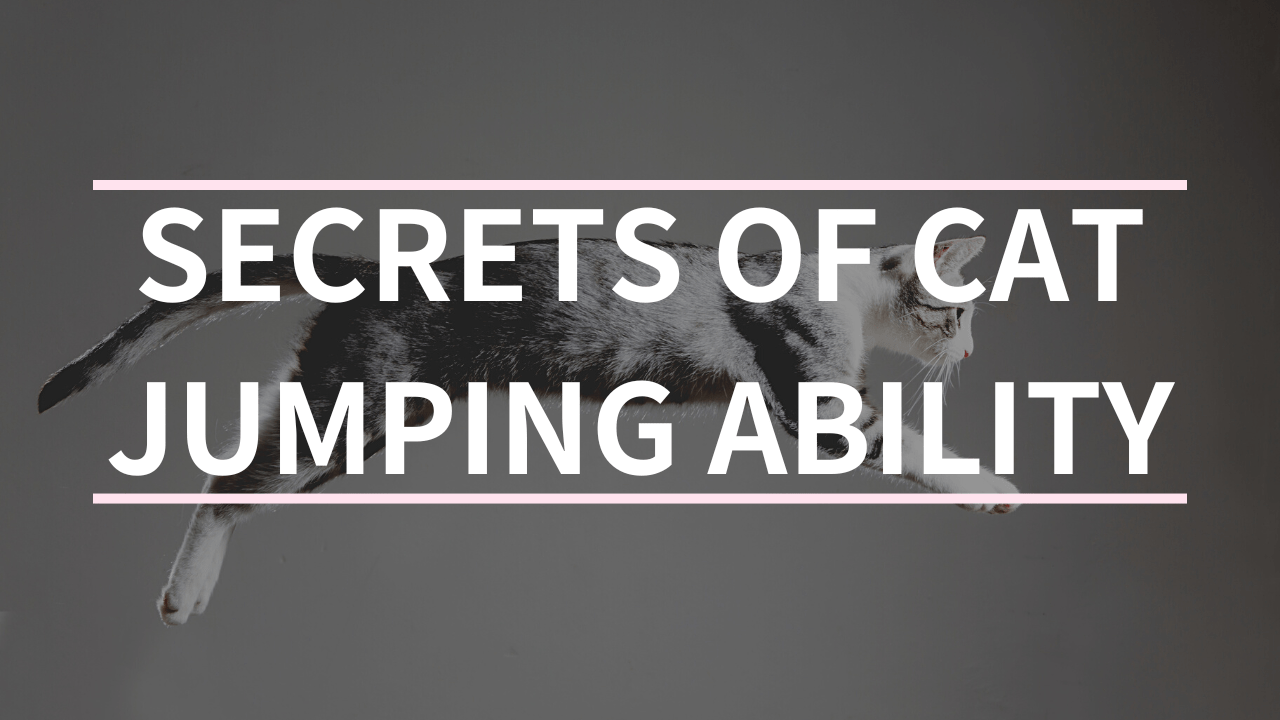 Awesome and fantastic! The secret to a cat's ability to jump Foster