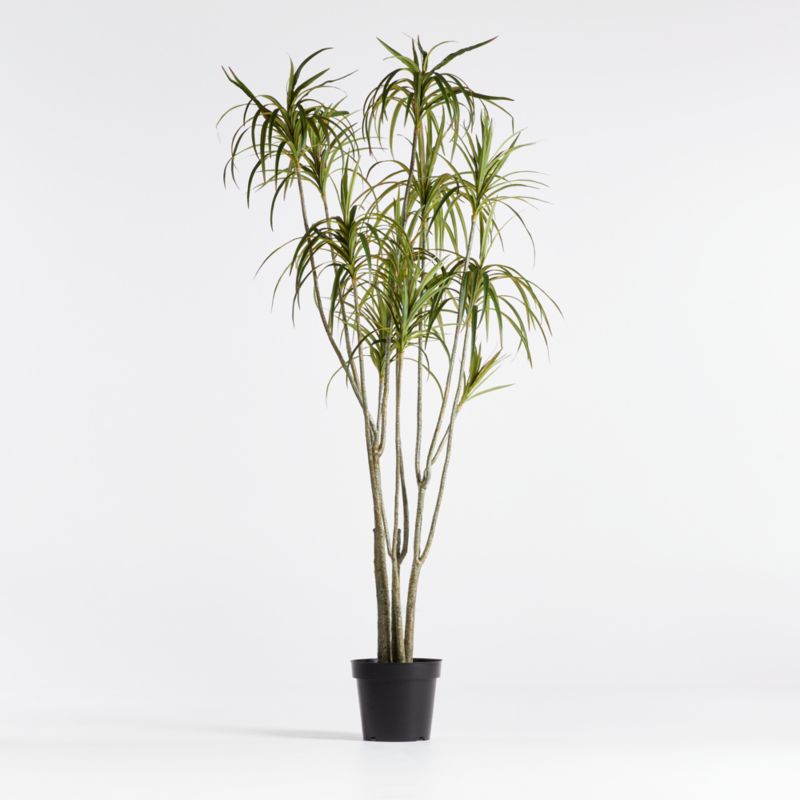 Faux Potted Dracaena 6.5' + Reviews Crate & Barrel Canada