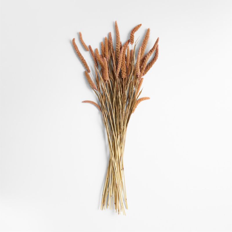 Pink Dried Millet Plant Bunch + Reviews Crate & Barrel