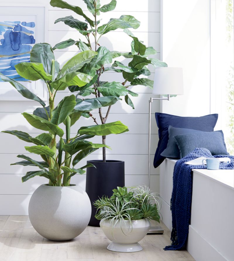 Faux 7' Fiddle Leaf Fig Tree + Reviews Crate & Barrel