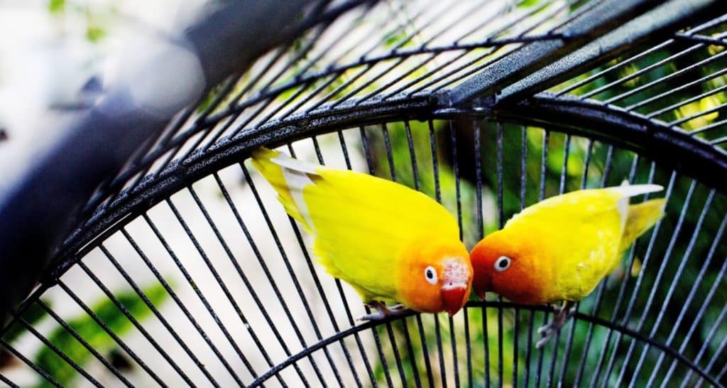 Pet Sitting Services in Bluffton SC • C. Barley Pet Services