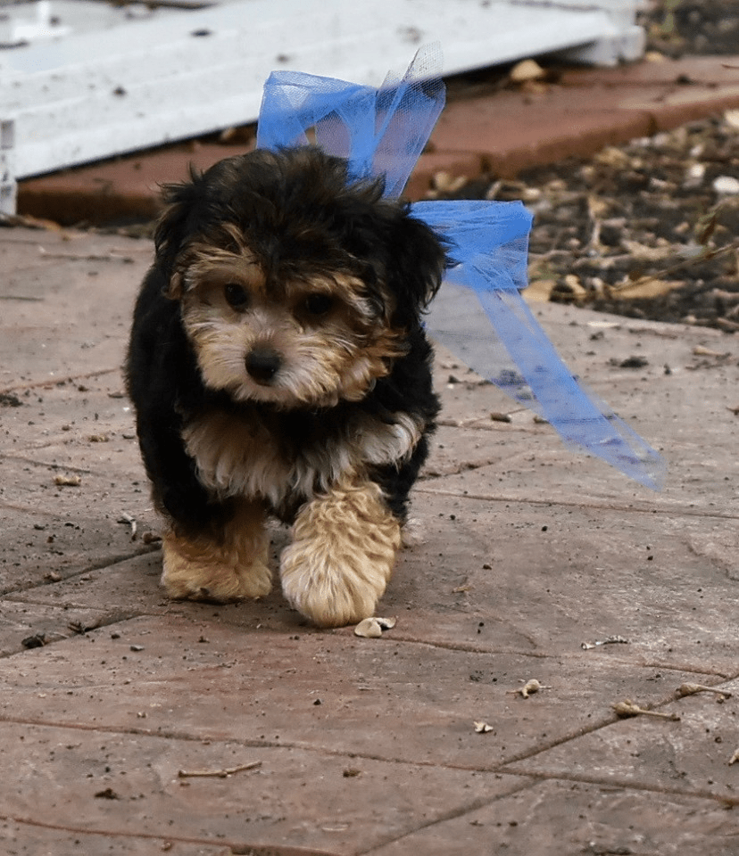 Yorkie X Toy Poodle Puppies Pets, Dogs & Puppies, I'm offering a pet