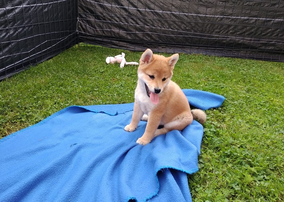 shiba inu puppies for sale Pets, Dogs & Puppies, I'm offering a pet
