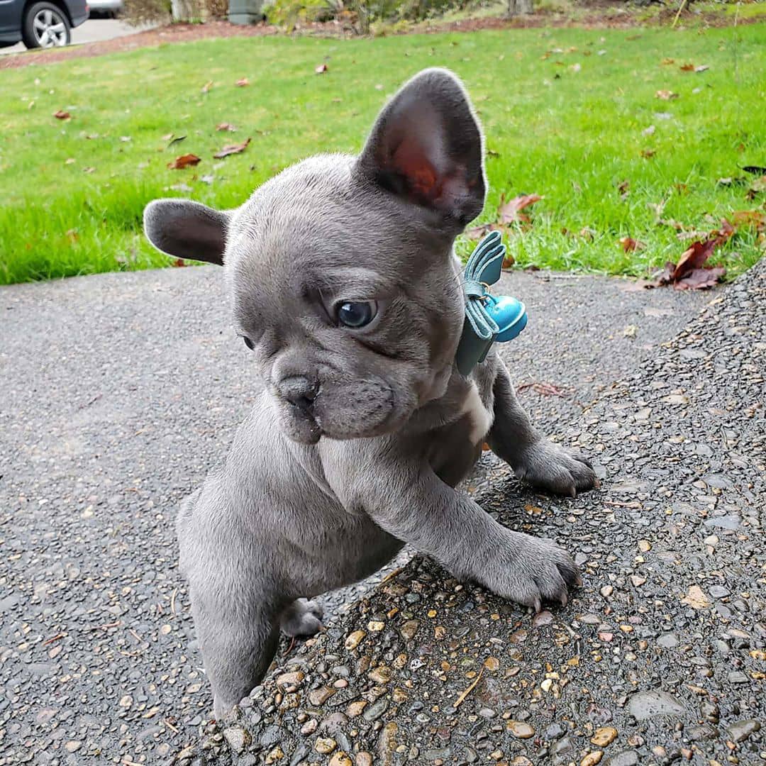 REG FRENCH BULLDOG PUPPIES Pets, Dogs & Puppies, I'm offering a pet