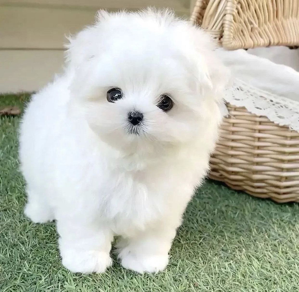 Stunning White Teacup Maltese Puppies Available Pets, Dogs & Puppies