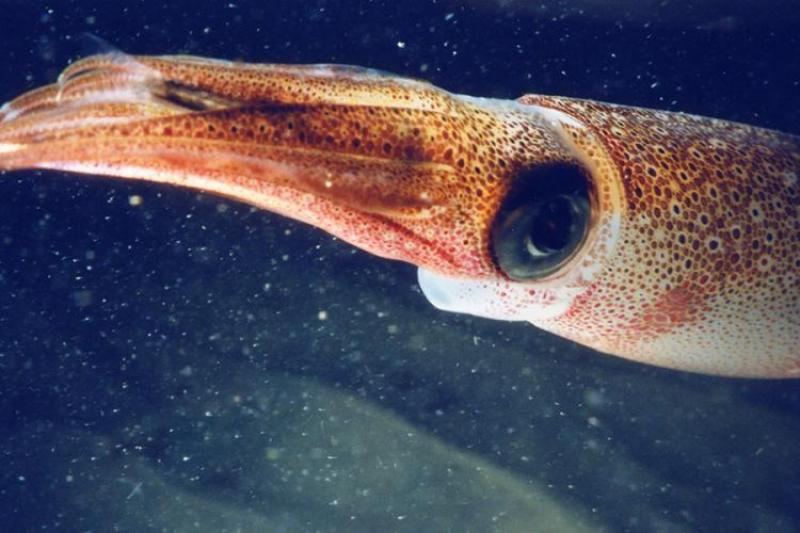 Researchers Seek To Understand Why California Squid Being Found In Gulf