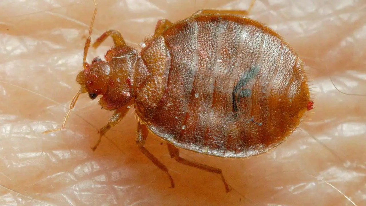 Bite Me The Bed Bug Invasion Bed Bugs The Game Doc Zone