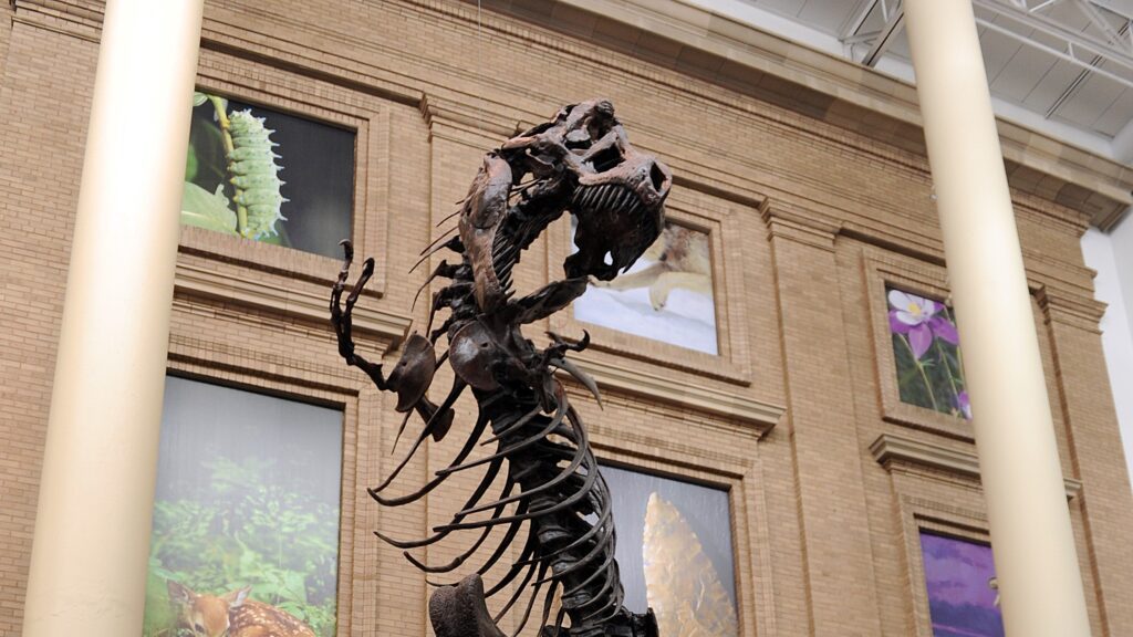ArtsConnect Denver Museum of Nature and Science
