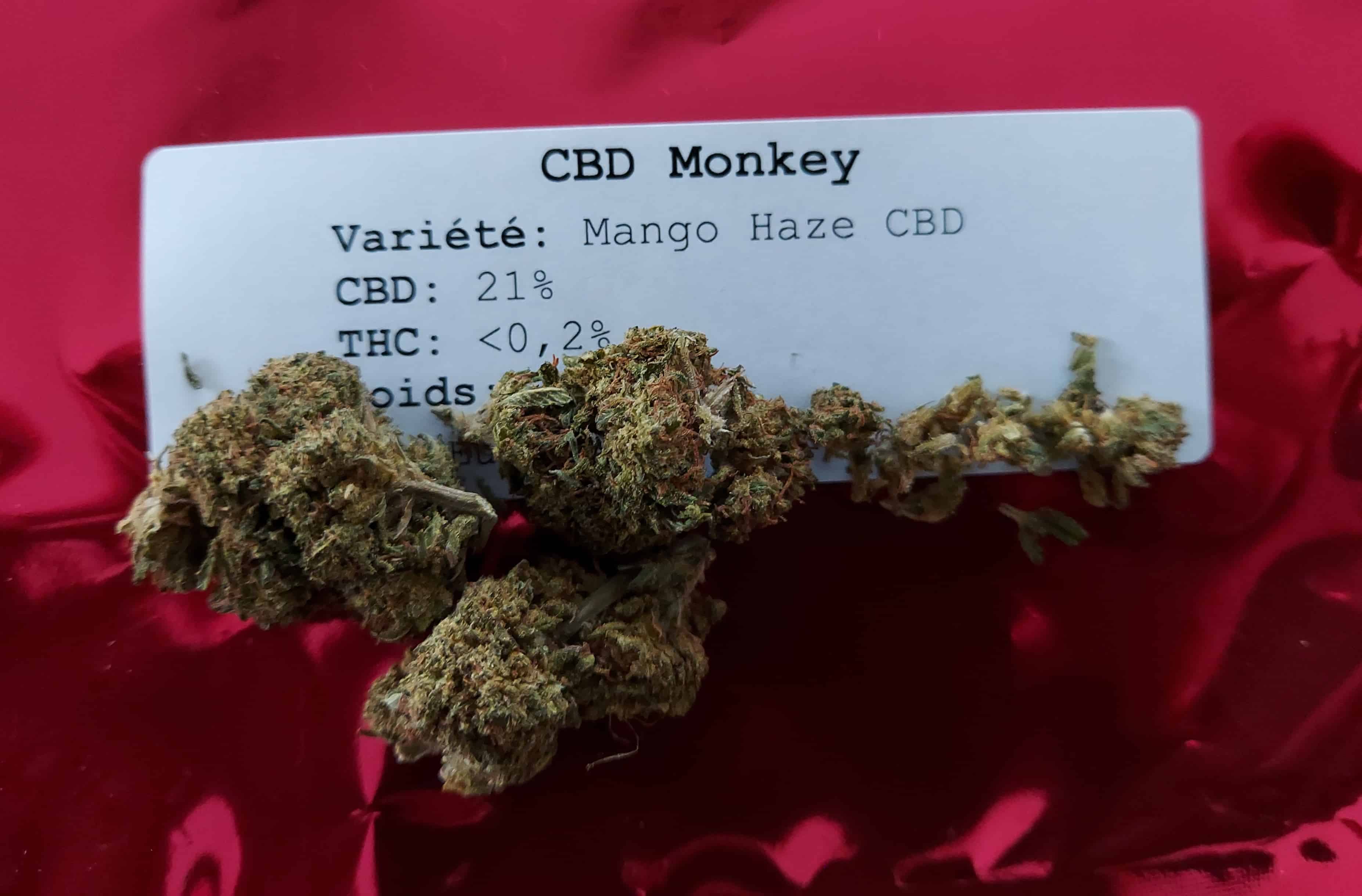 Mango Haze CBD cultivée en intérieur Taux de 19