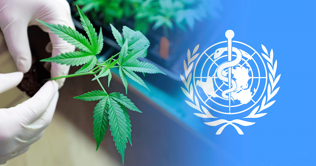 El uso del CBD es avalado en Costa Rica por farmacéuticos